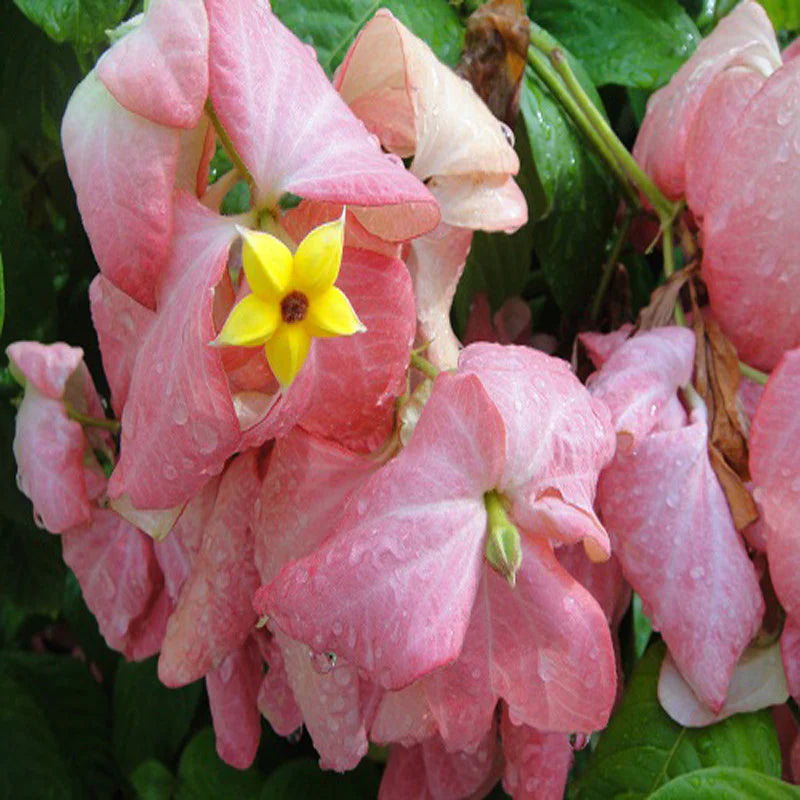 Mussaenda Flowering Plant (Pink)