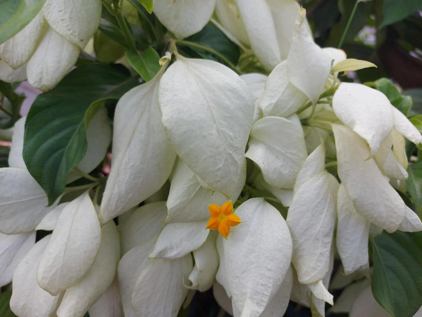 Mussaenda flowers plants (White)