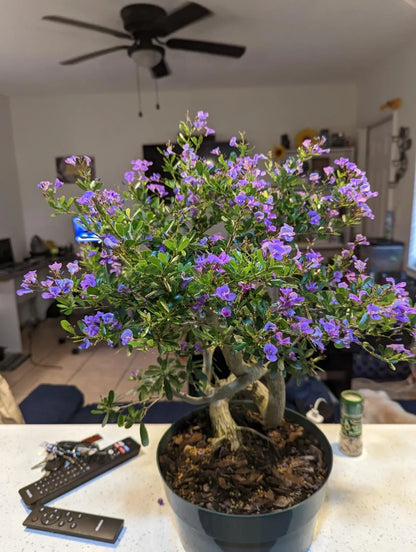 BLUE BELL FLOWERS PLANTS