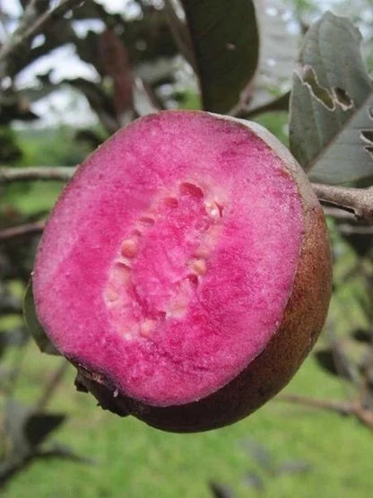 Thai Red Guava plants