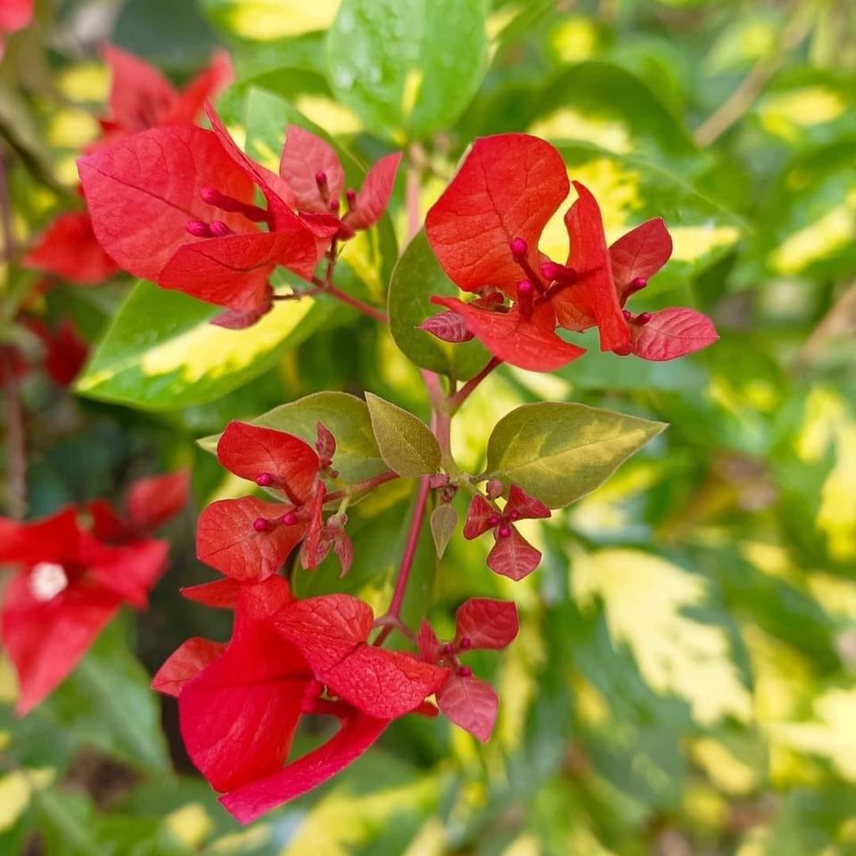 Thimma Red Bougainvillea Top Rare (grafted)