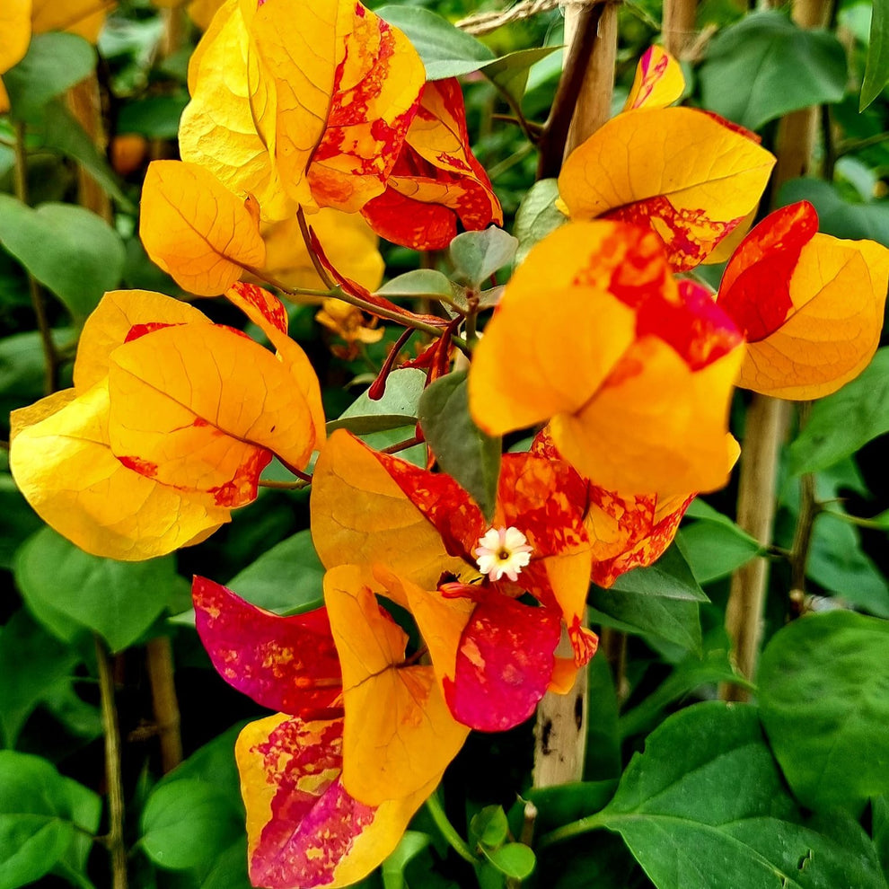 Adarna Bougainvillea Top Rare (grafted) – Haven plant