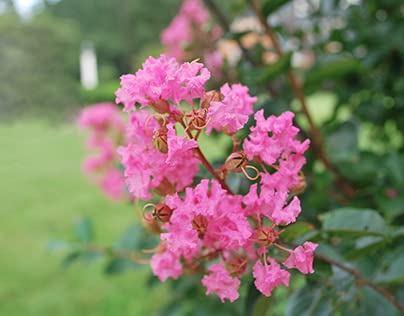 Furush Flowers Plants ( Pink)