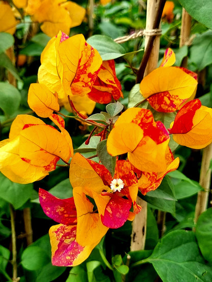 Adarna Bougainvillea Top Rare (grafted)