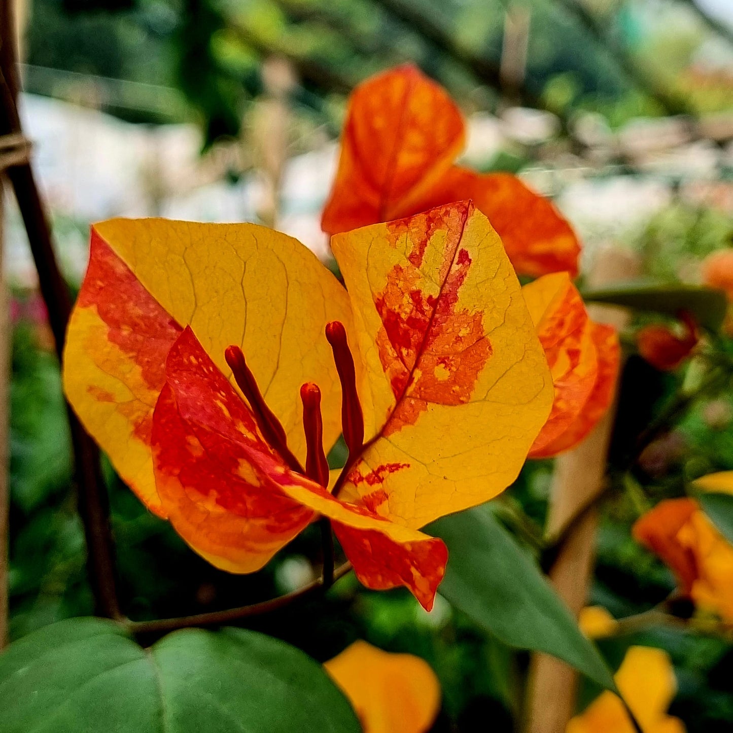 Adarna Bougainvillea Top Rare (grafted)