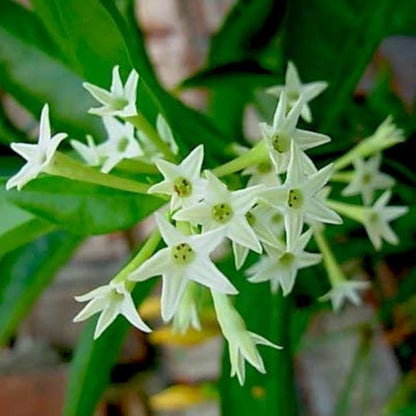 Hasnuhana Flowers Plants