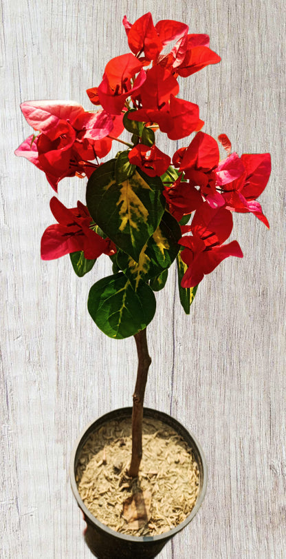 Thimma Red Bougainvillea Top Rare (grafted)