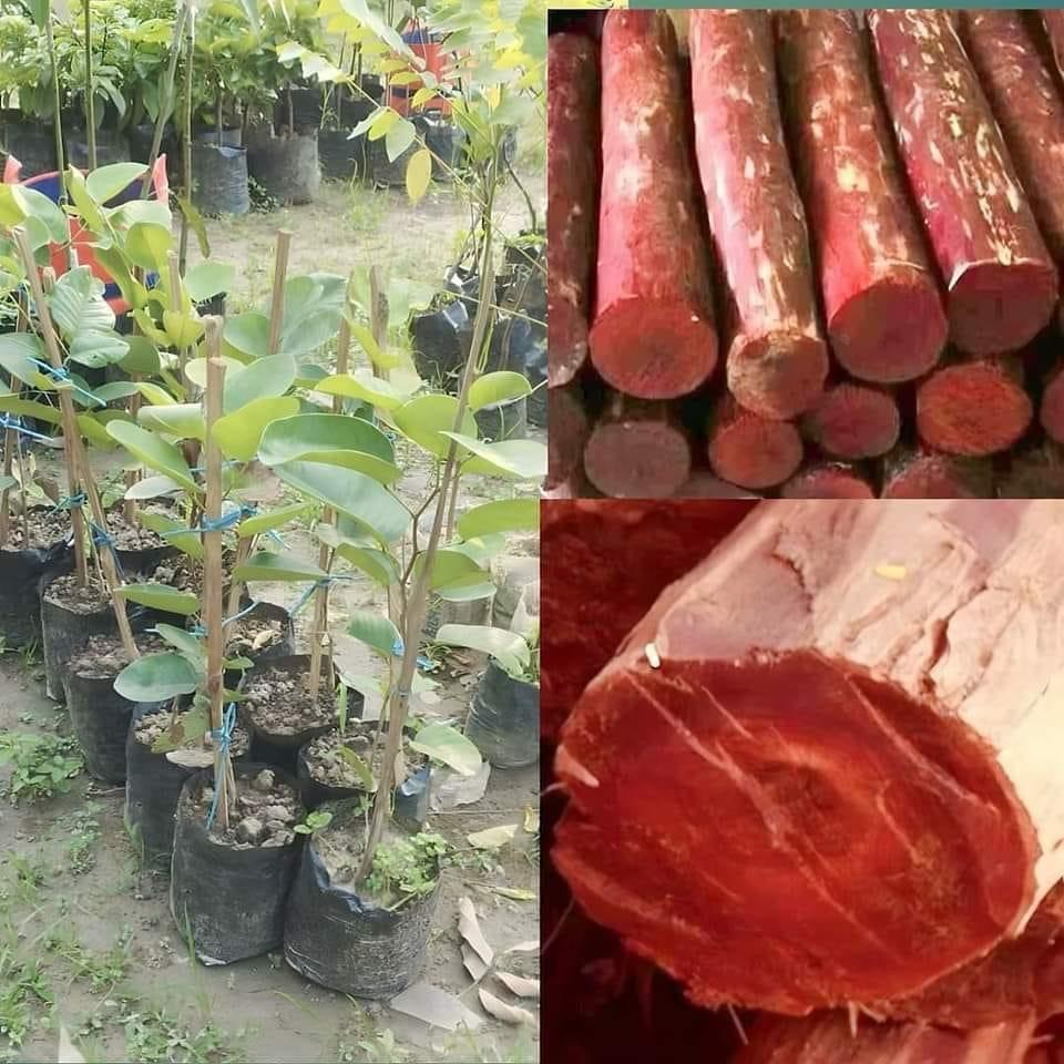 Rare Red Sandalwood plant / Lal Chandan Plant
