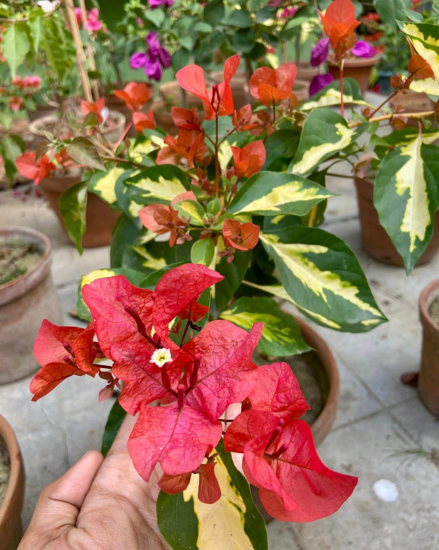 Thimma Red Bougainvillea Top Rare (grafted)