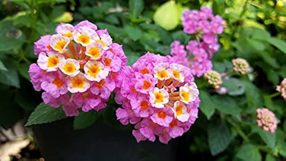 Lantana Flowers Plants ( Pink)