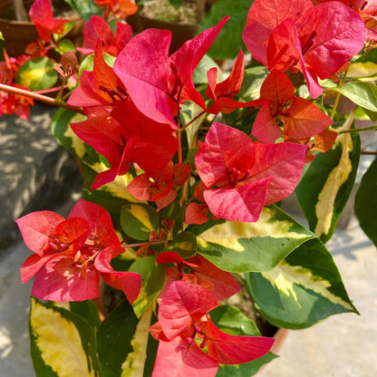 Thimma Red Bougainvillea Top Rare (grafted)