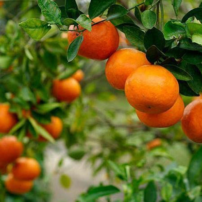 Darjeeling orange FRUIT PLANTS