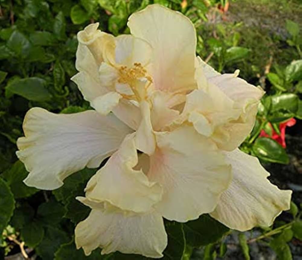 Austrian hibiscus  - ( white )