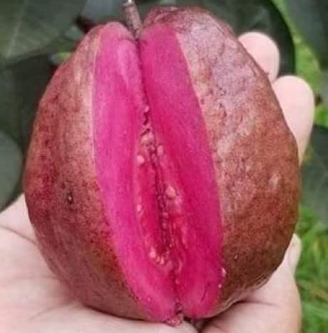 Malaysian Guava red Dwarf Varieties Plant