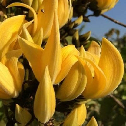 Yellow Butea Monosperma ( palash ) Grafting flowers plants