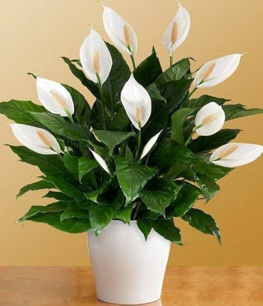 Peace Lily Flowers Plants