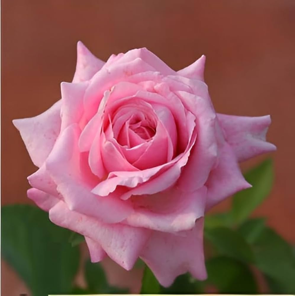 HYBRID ROSE FLOWERS PLANTS (pink)(grafted)