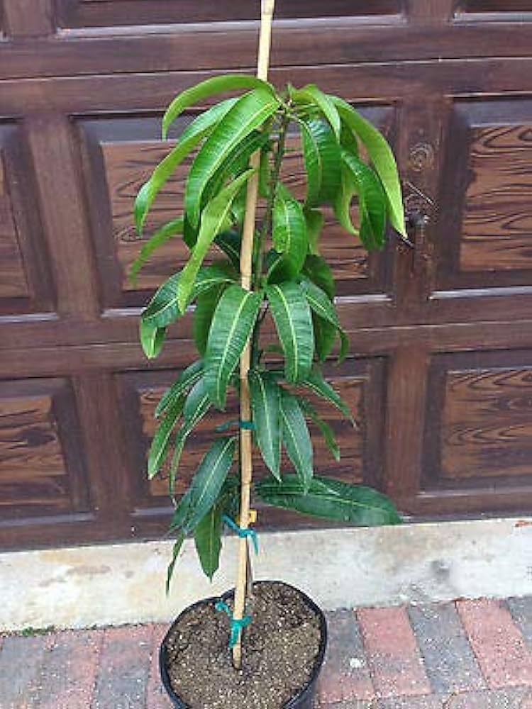 NEELUIM BORI MANGO Plant (GRAFTING)