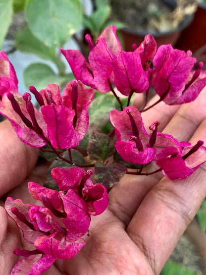 Black Maria Bougainvillea