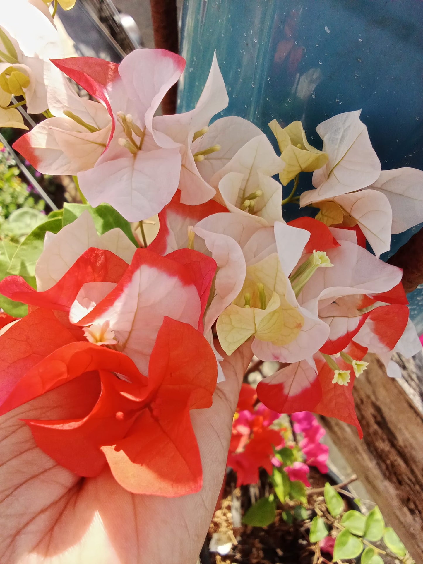 Maharani Bougainvillea Top Rare (grafted)