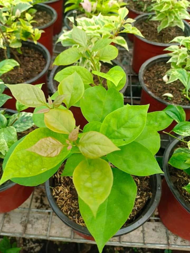 Adarna Bougainvillea Top Rare (grafted)