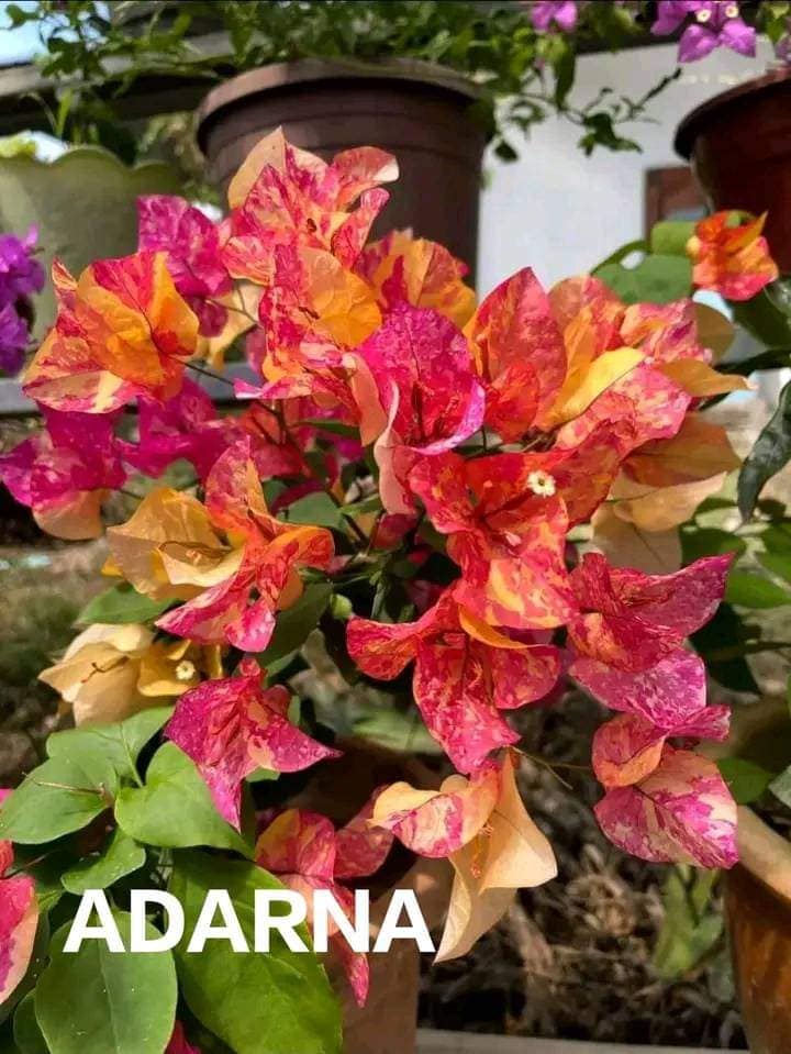 Adarna Bougainvillea Top Rare (grafted)