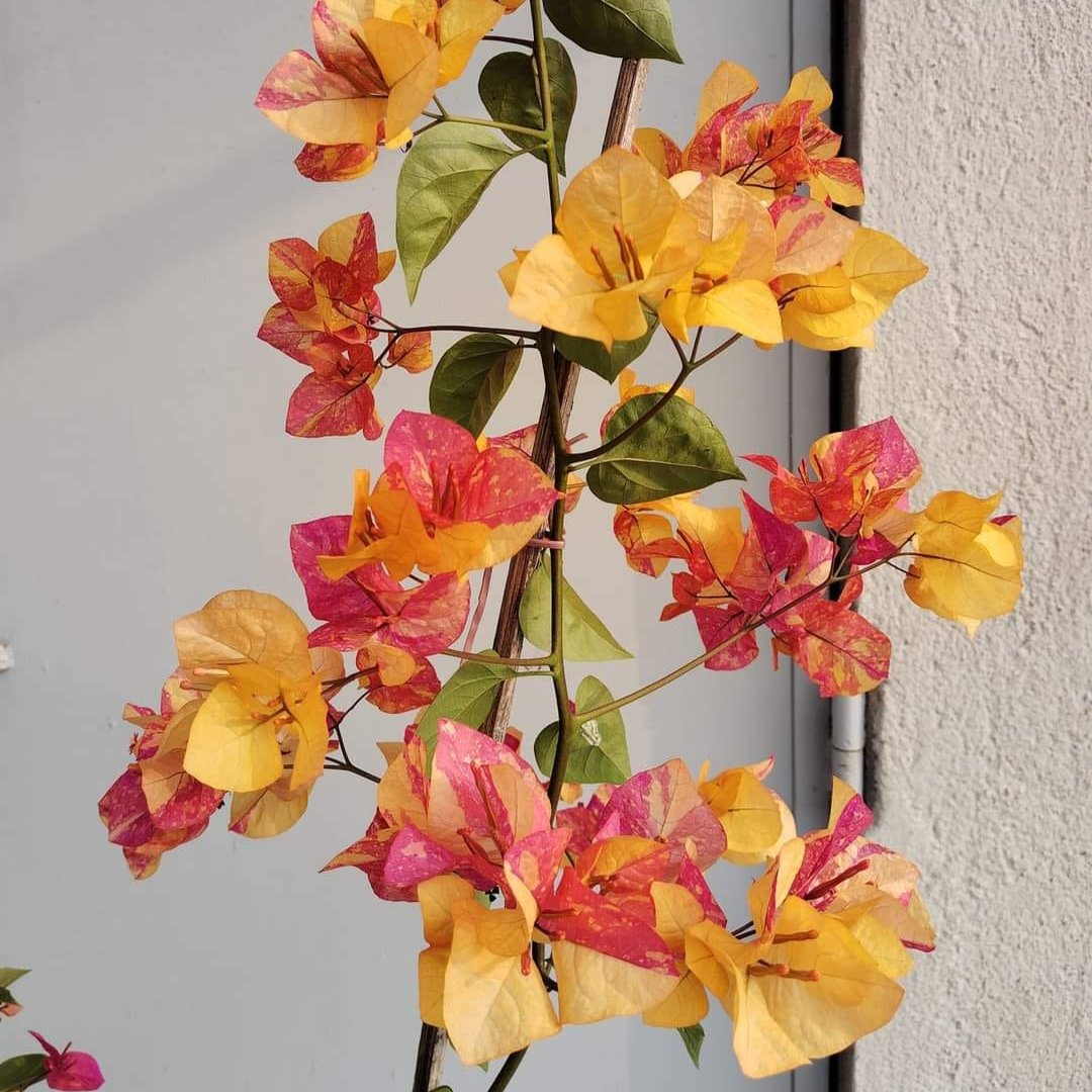 Adarna Bougainvillea Top Rare (grafted)