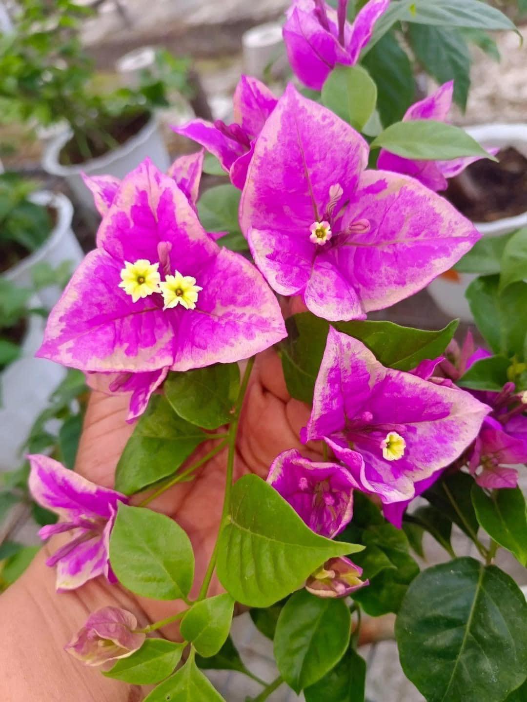 BUTTER CUP top rare bougainvillea