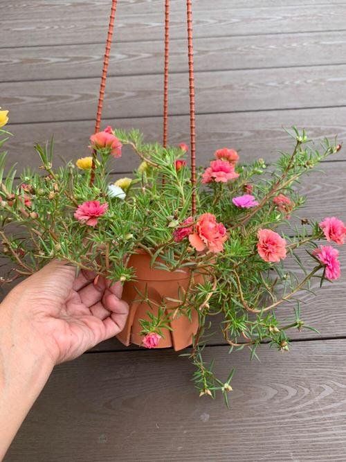 Portulaca FLOWERS PLANTS (HANGING PLANT)