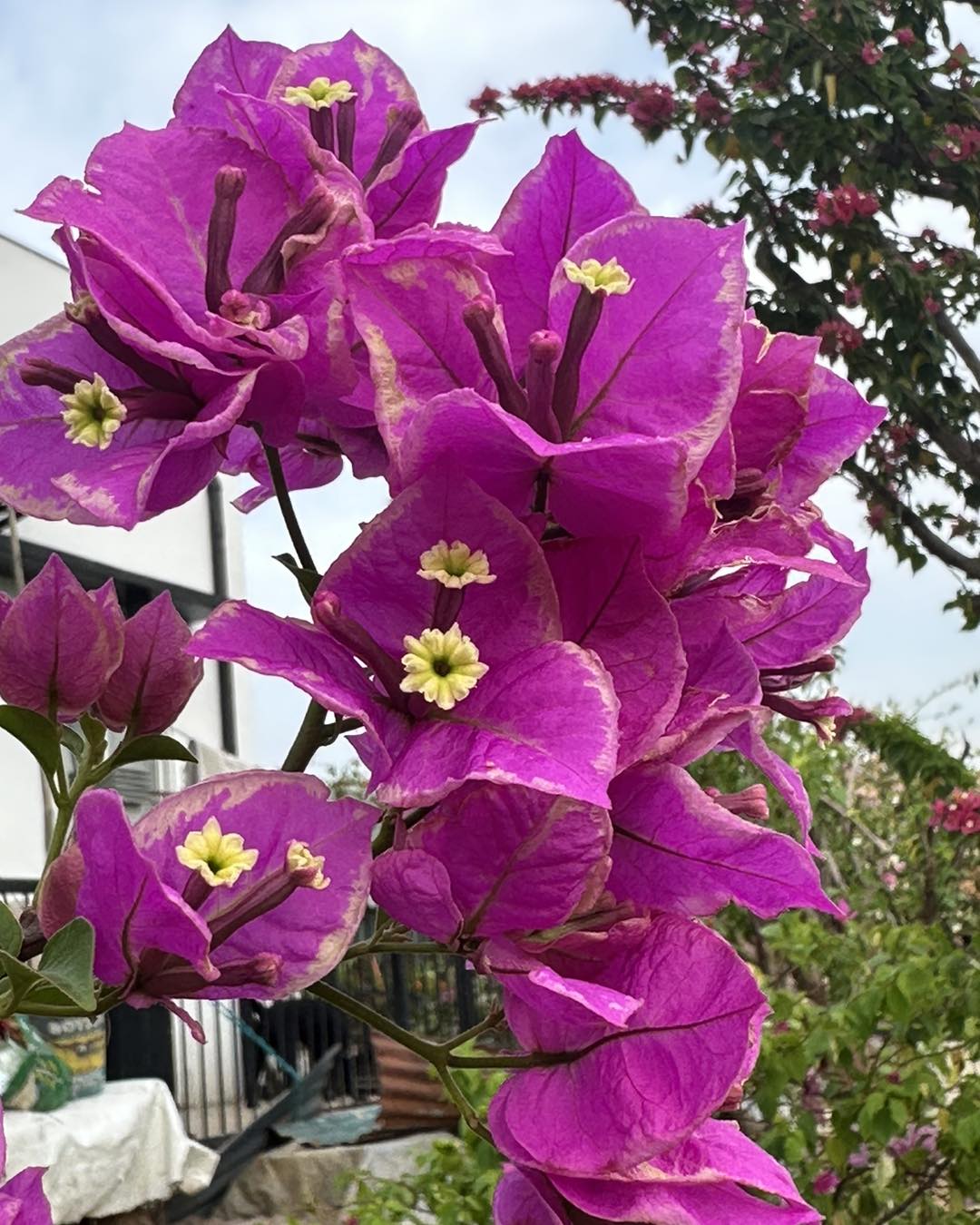 BUTTER CUP top rare bougainvillea