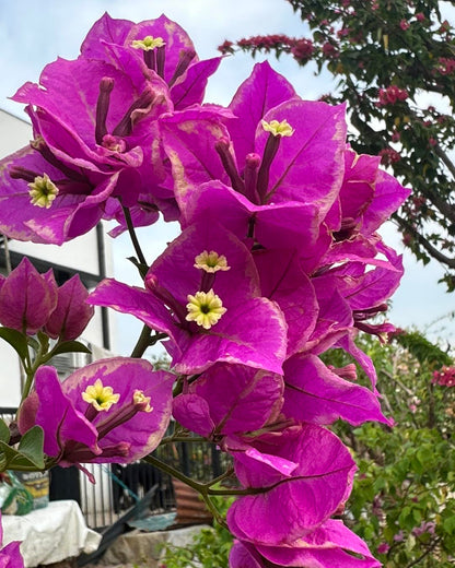 BUTTER CUP top rare bougainvillea