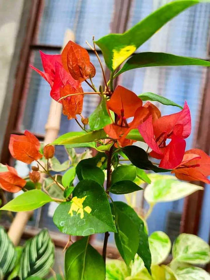 Thimma Red Bougainvillea Top Rare (grafted)