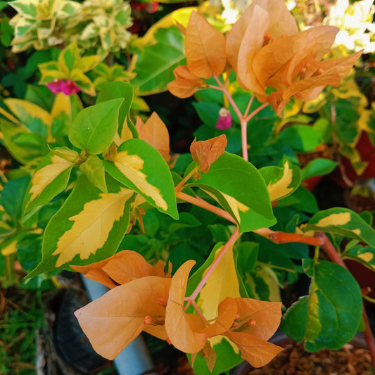 Thimma Yellow Bougainvillea Top Rare (grafted)