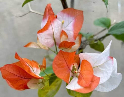 Maharani Bougainvillea Top Rare (grafted)