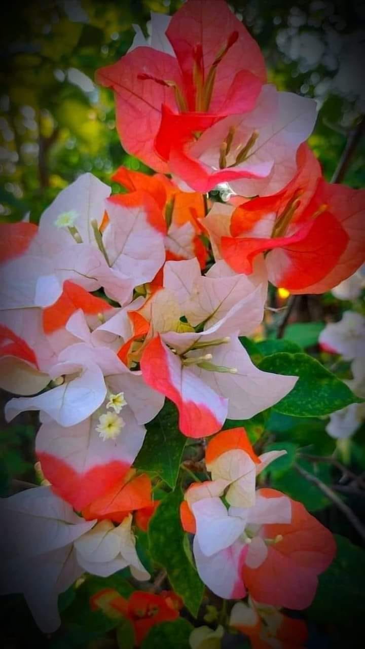 Maharani Bougainvillea Top Rare (grafted)