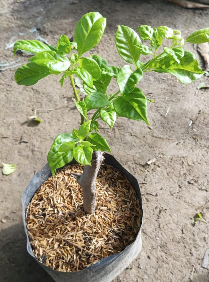 BUTTER CUP top rare bougainvillea