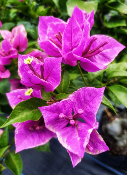 BUTTER CUP top rare bougainvillea