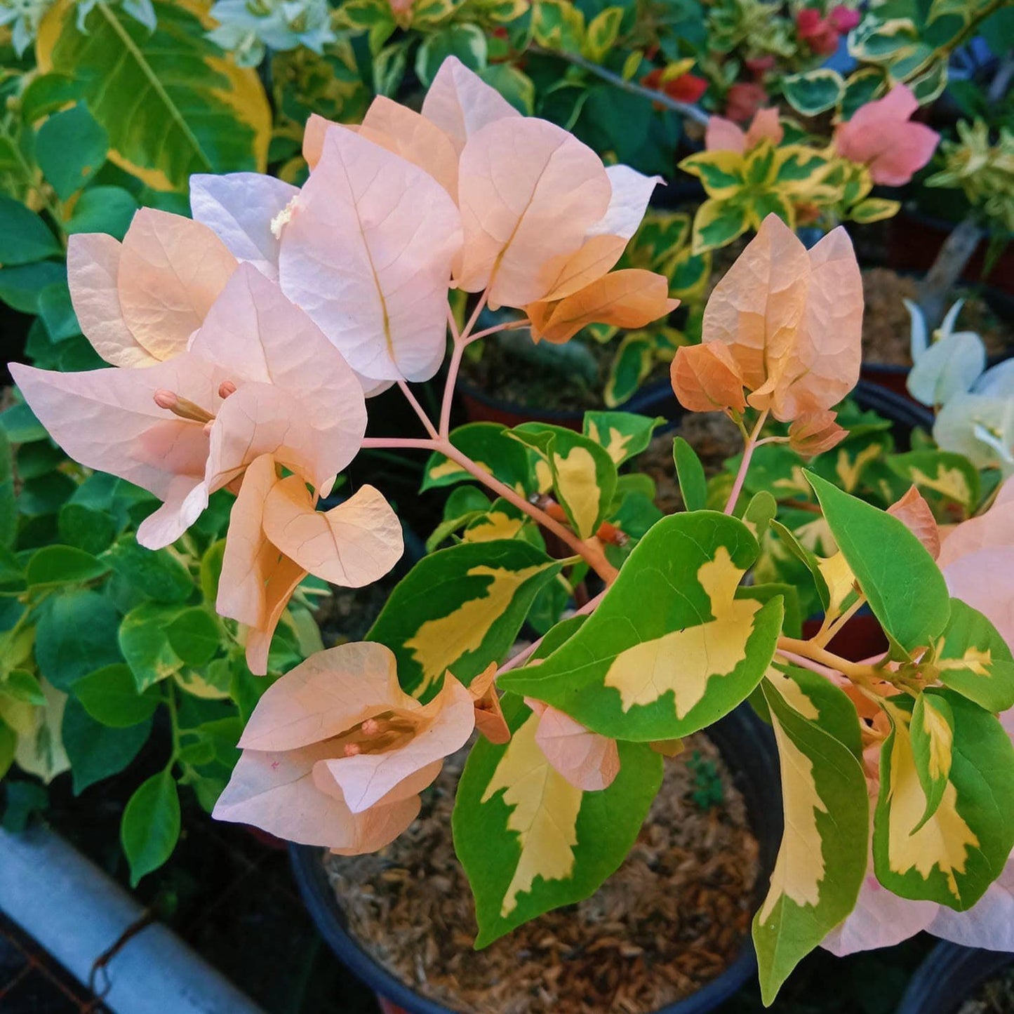 Thimma Yellow Bougainvillea Top Rare (grafted)