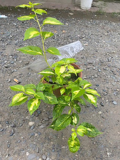 Thimma Yellow Bougainvillea Top Rare (grafted)