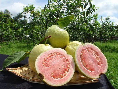 Thai Pink guava plant