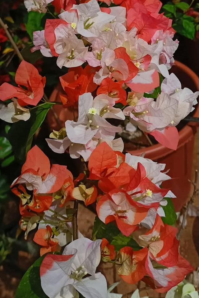 Maharani Bougainvillea Top Rare (grafted)