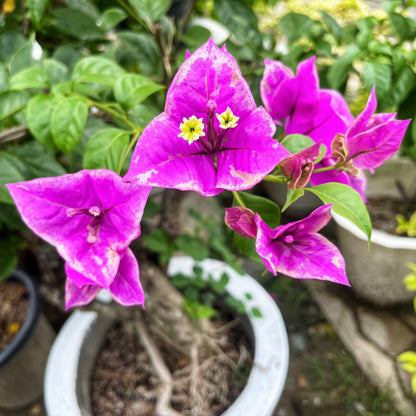 BUTTER CUP top rare bougainvillea