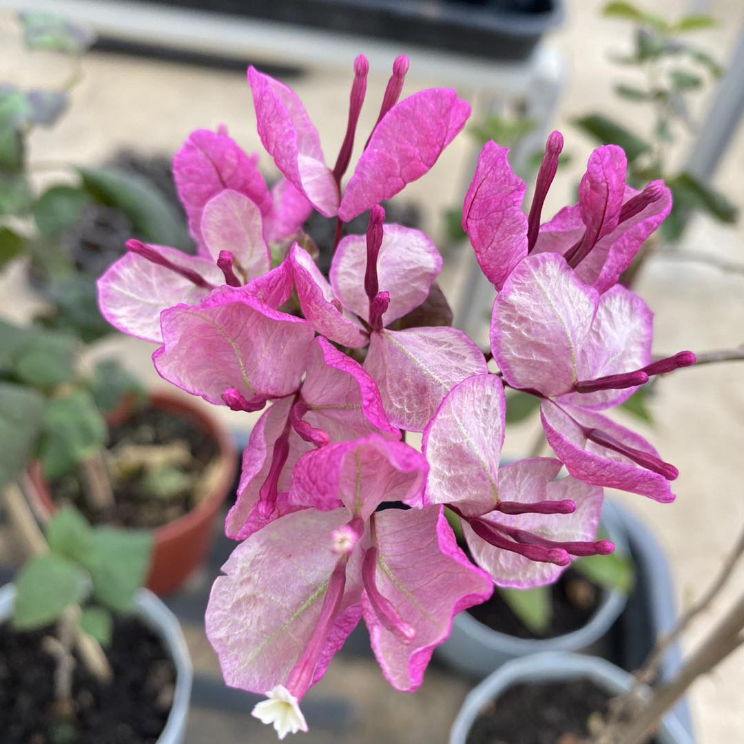 Black Maria Bougainvillea