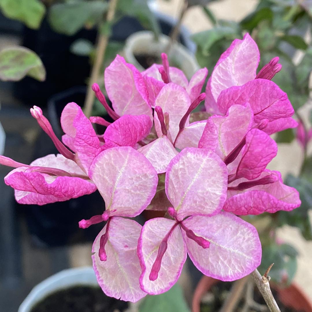 Black Maria Bougainvillea