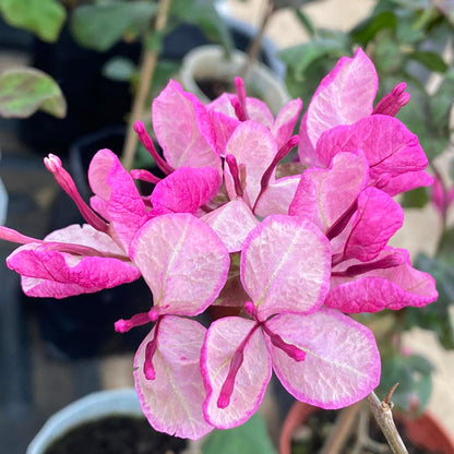 Black Maria Bougainvillea