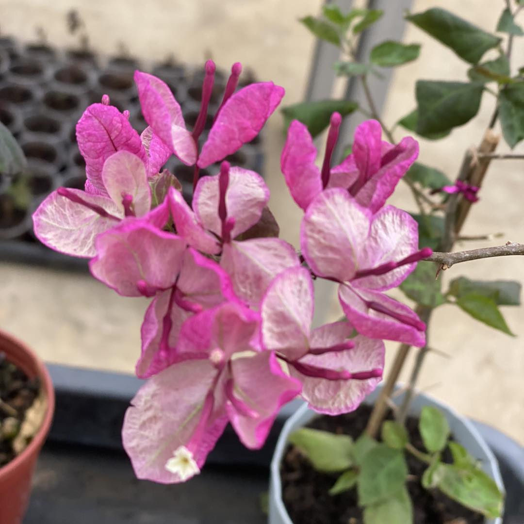 Black Maria Bougainvillea