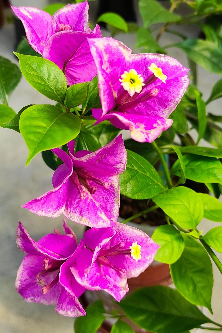 BUTTER CUP top rare bougainvillea