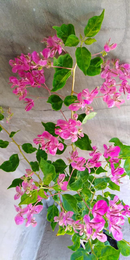 Fatima Pink Bougainvillea