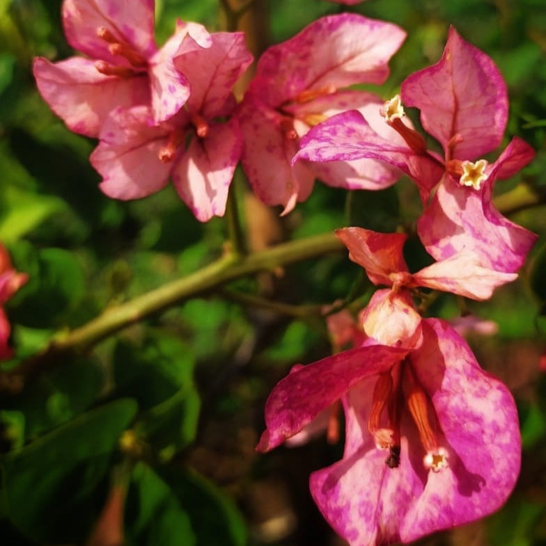 Arjuna Bougainvillea