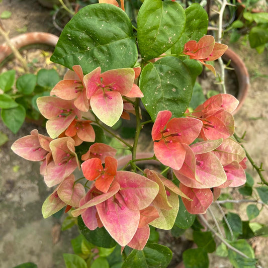 Watermelon Kiss Bougainvillea